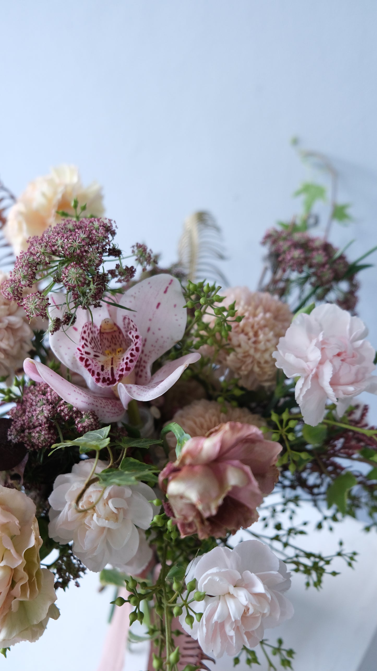 Brown Cymbidium