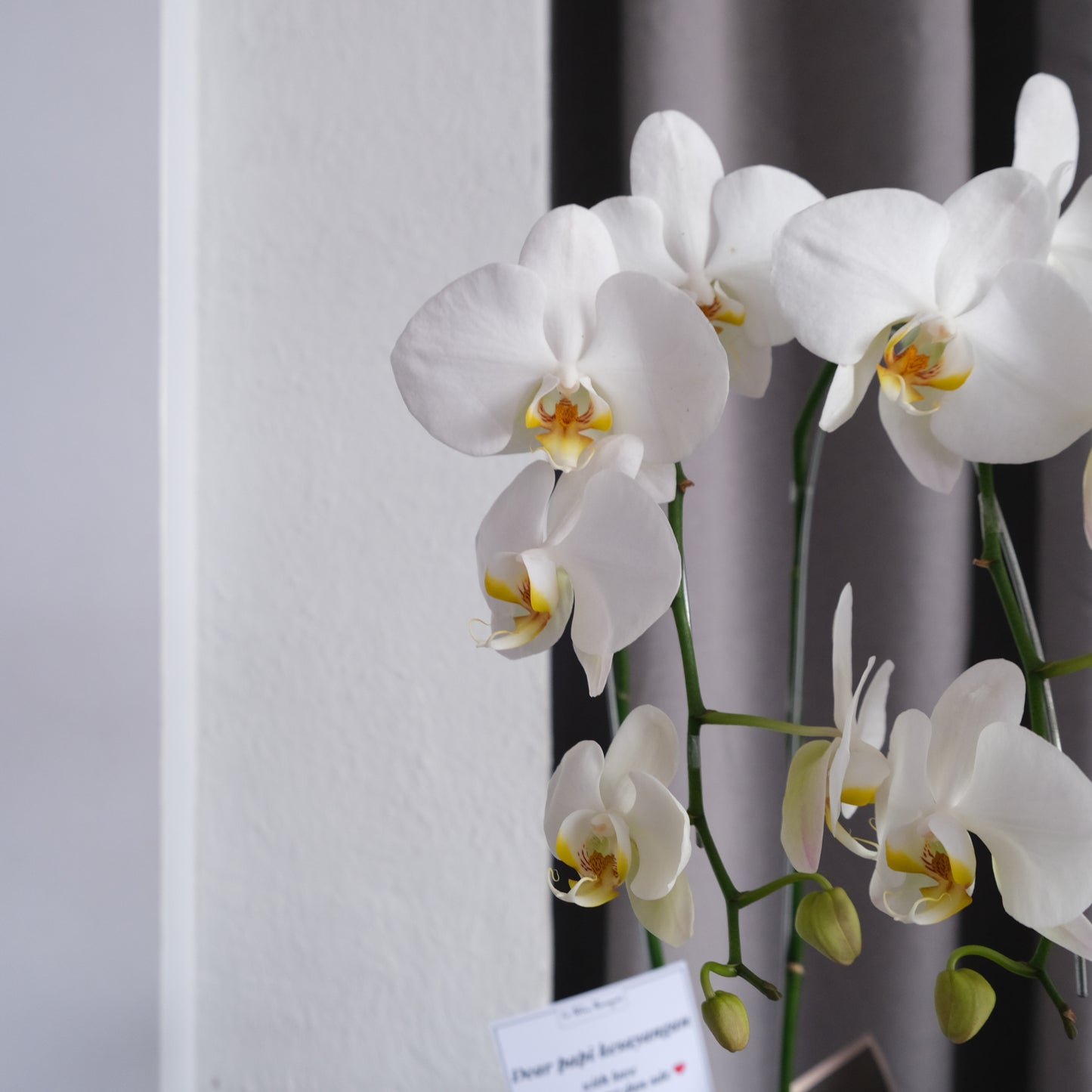 Double White Orchid Wrapped Vase