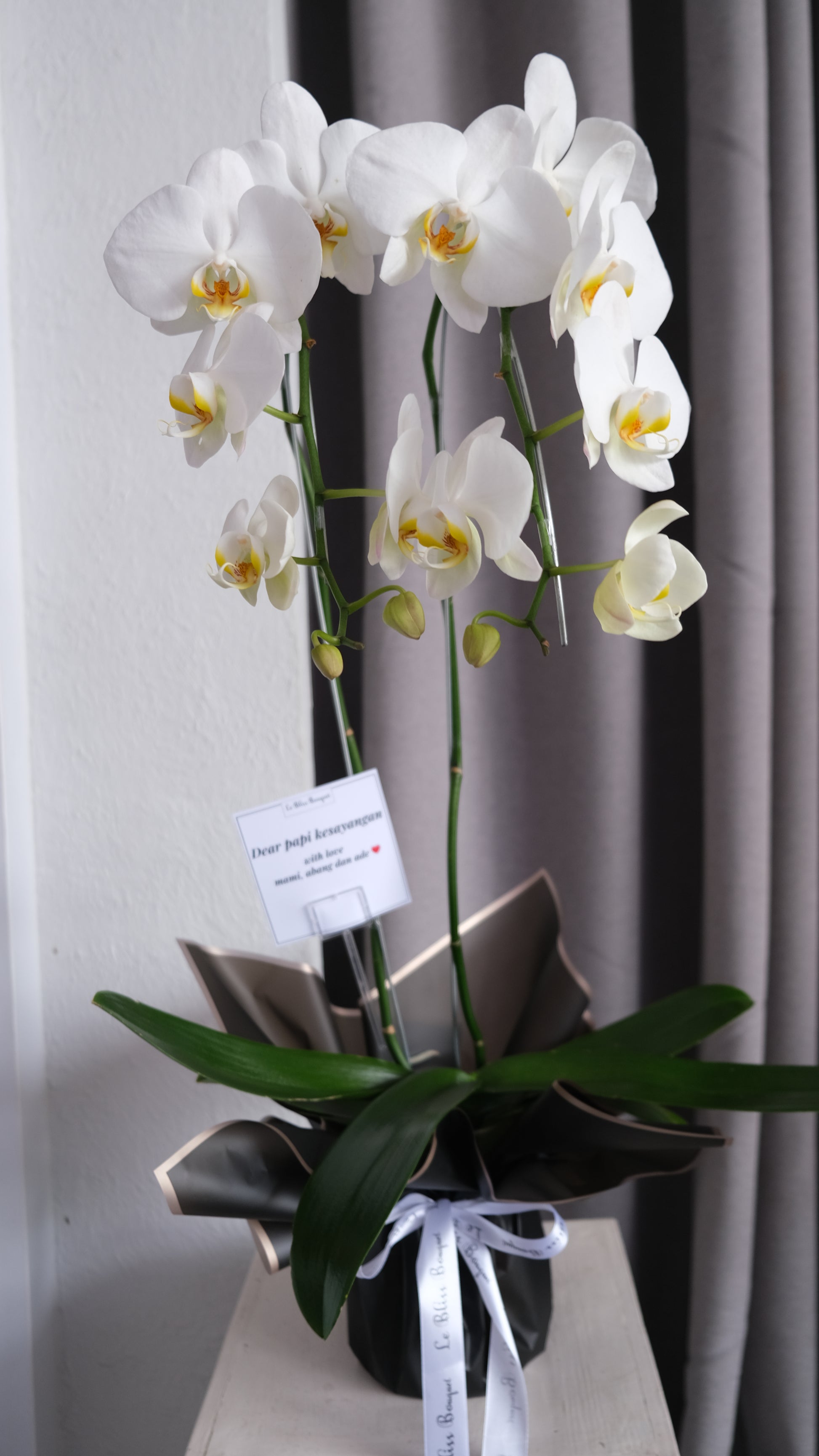vas bunga anggrek putih pengiriman jakarta, surabaya, Cirebon, Bintaro, tangerang. by Le Bliss Bouquet - Orchid Vase