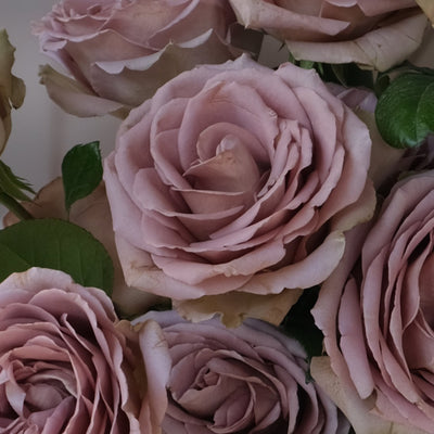 Amnesia Rose Bouquet - Le Bliss Bouquet