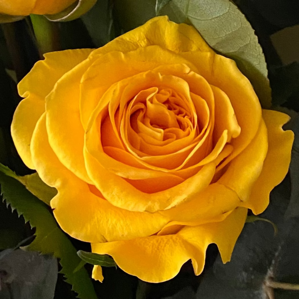 5 Brighton Rose Bouquet