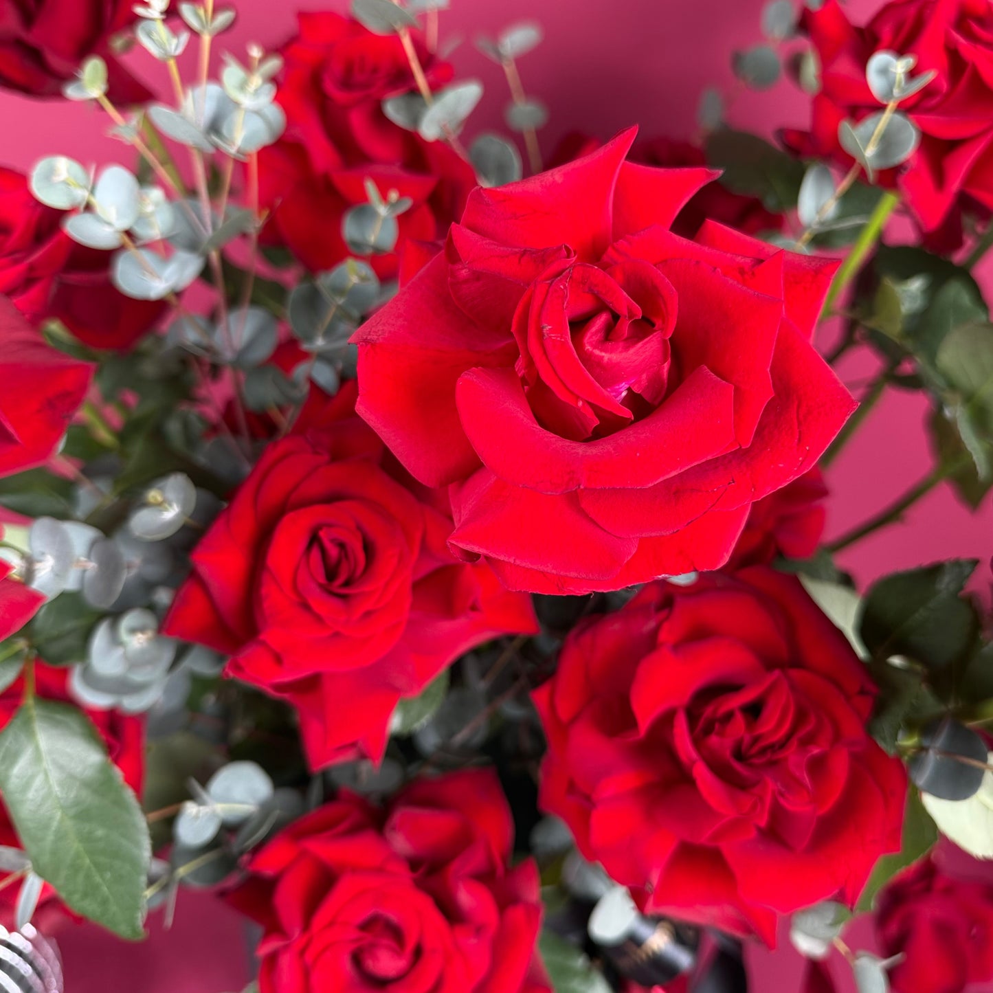 Blooming Red Rose