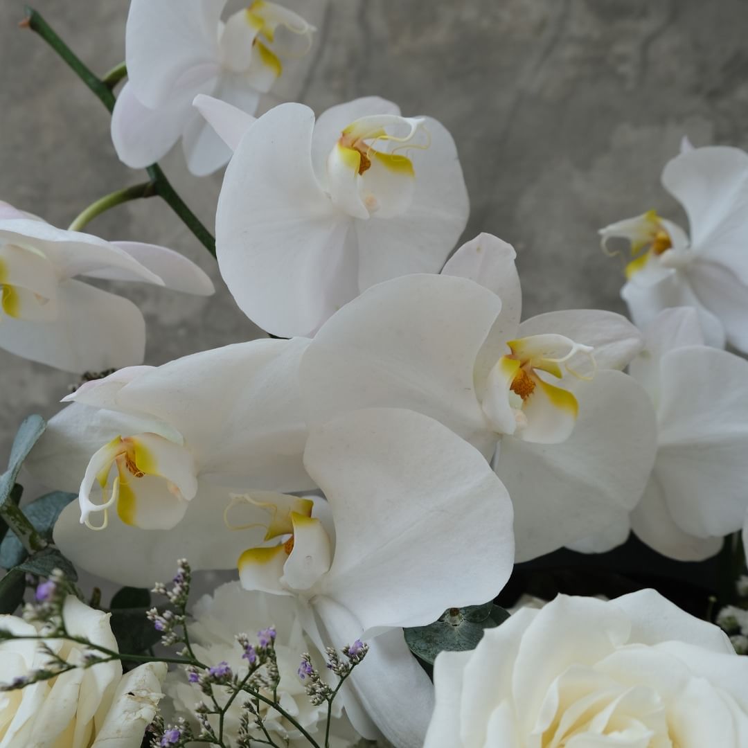 White Orchid Avalanche Grand Bloombox