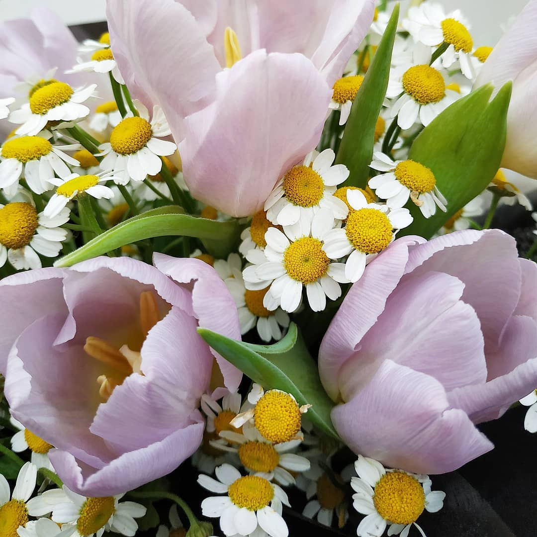 Candy Prince Tulip Chamomile Bouquet