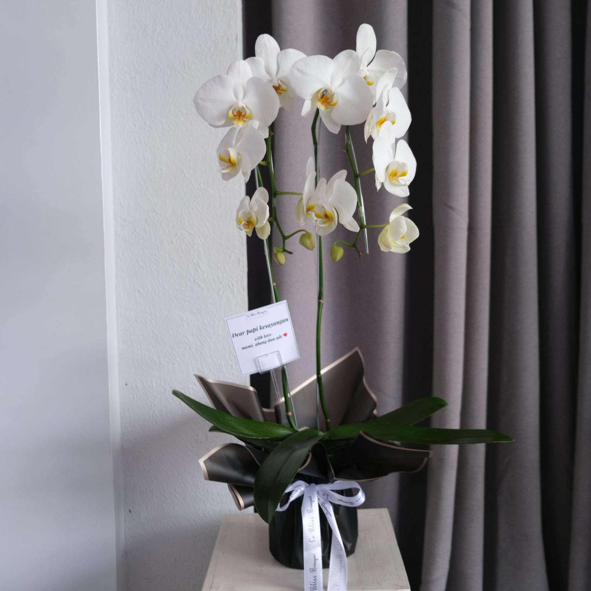 bunga anggrek Double elegan dalam vas cantik untuk pengiriman di Jakarta, Surabaya & Cirebon