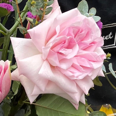 pink ohara rose