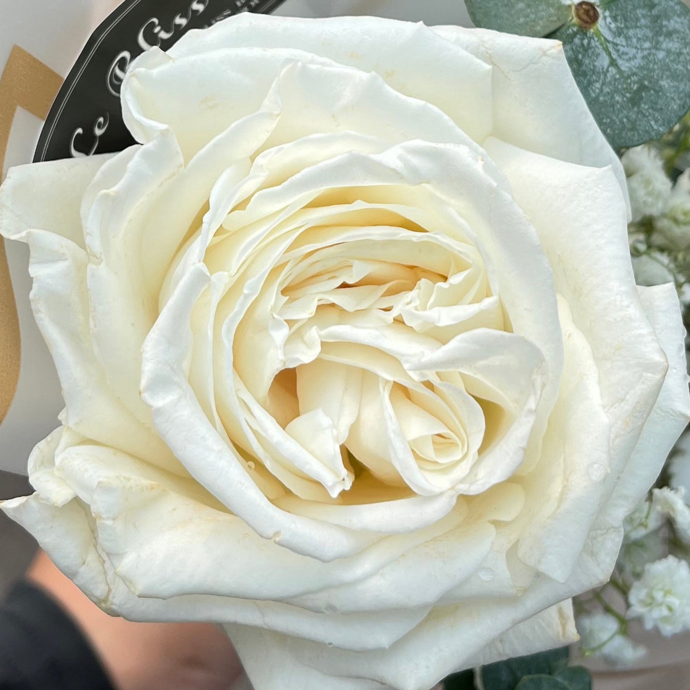 playa blanca rose