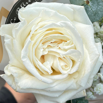 playa blanca rose
