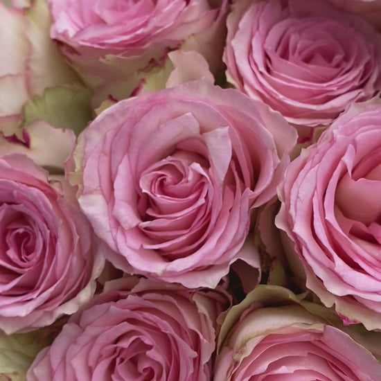 Esperance Ecuador rose bouquet with soft pink petals – Le Bliss Bouquet round wrap delivery surabaya. florist surabaya