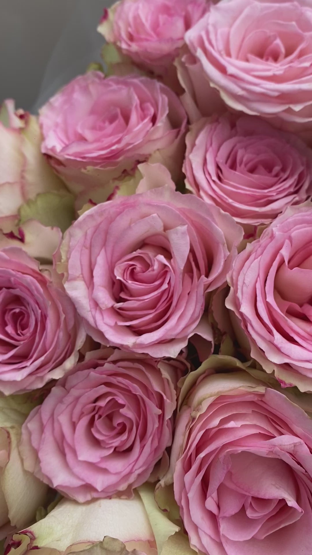 Esperance Ecuador rose bouquet with soft pink petals – Le Bliss Bouquet round wrap delivery surabaya. florist surabaya