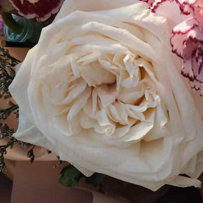 white ohara rose